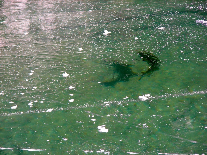 fischen-am-weissensee-03