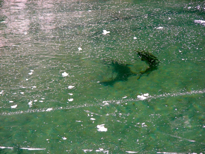 fischen-am-weissensee-03